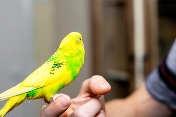 a yellow-green wavy parrot sits on the man s hand