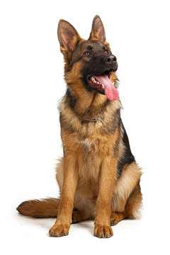 Portrait of a german shepherd dog isolated on white background