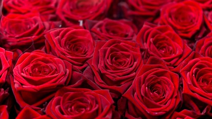 Red rose floral closeup. Macro shot of red roses. Romantic and red background.