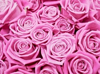 Fototapeta na wymiar Pink rose floral closeup. Macro shot of pink roses. Romantic and pink background.