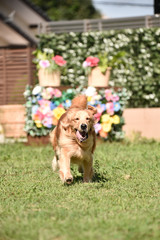 ゴールデンレトリバー