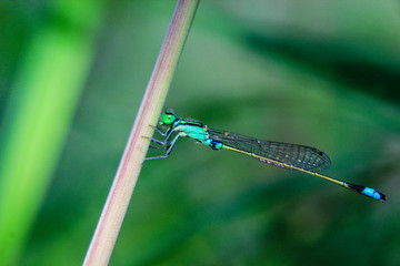 close-up photos of colorful dragonflies