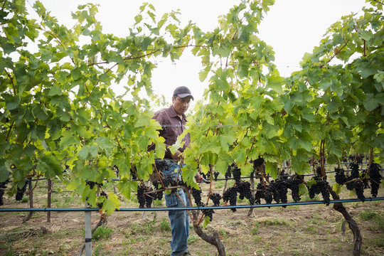 Worker checking red grape vines working in vineyard