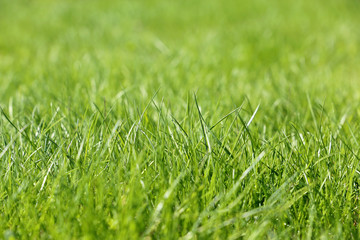 Fototapeta premium Young green grass in sunlight, selective focus. Fresh spring nature background, sunny meadow texture