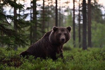 brown bear in forest at summer midnight