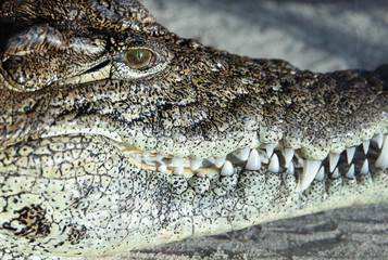 Obraz premium Nile Crocodile (Crocodylus niloticus) resting