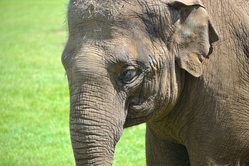 Asian elephant, Elephas maximus, using its trunk