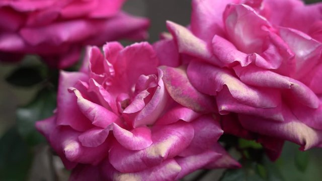 Rose bud. Beautiful rose plant in a sunny and windy day; 4K viedo