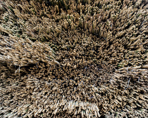 Thin Bamboo Poles (Texture)