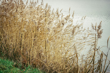 Obraz premium reeds on the bank