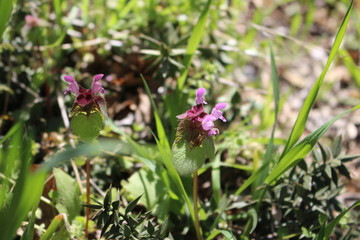 lilac flowers of the orchid family blossomed in the spring in Crimea