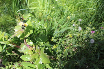 prickly plant with yellow flowers in spring