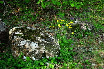 bush of yellow spring flowers on a blurred background