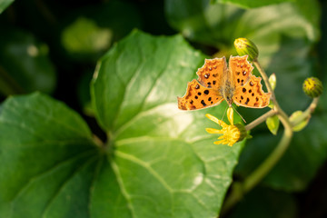 Garden butterfly
