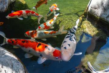 Koi Pond. Beautiful multicolored koi fish swimming in the pond. Clean water, stones, beautiful reflections, and fancy fish