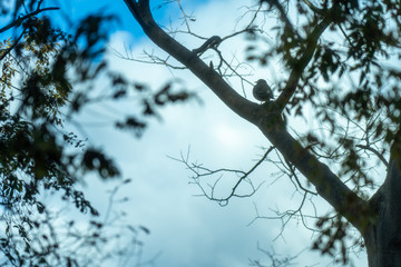木々から覗いた空