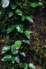 Ivy