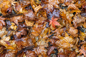 Autumn leaves