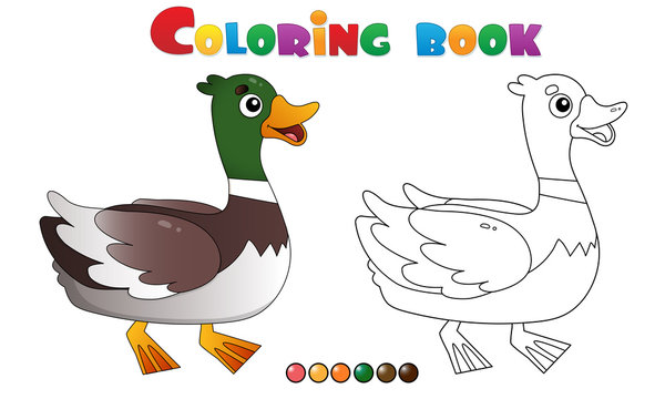 Coloring Page Outline of cartoon duck or drake. Farm animals. Coloring book for kids.