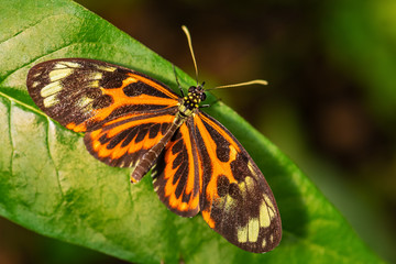 Tiger Heliconian - Heliconius ismenius, beautiful colored brushfoot butterfly from Central and South American meadows, Ecuador.