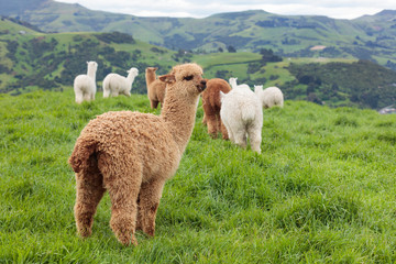 group of alpacas grazing in a bucolic meadow