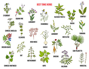 Best tonic herbs collection