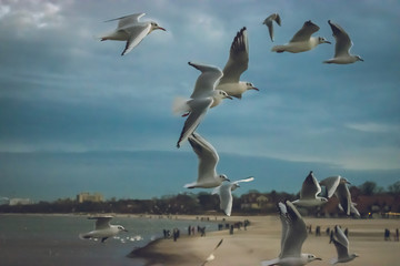 seagulls in flight
