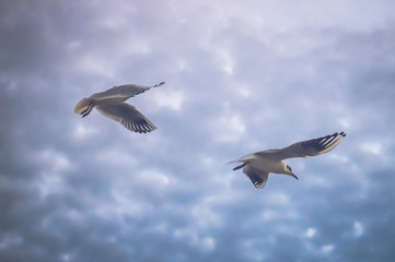 seagull in flight