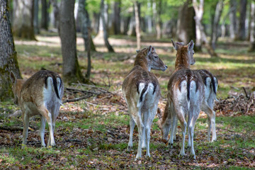 group of fallow deer