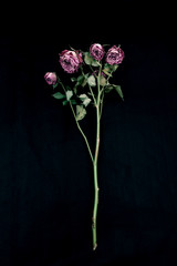 Close up top view of withered pink roses on black background with copy space for Valentine's Day.