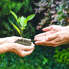 Young and senior hands holding green plant. Elderly woman with wrinkled hands gives a green plant to a young man in sunlight, blurred green background. Ecology, life, Earth, new generation concept.