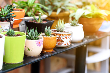 Various Succulent Plants Pots At Homemade Stand In A Garden At Sunny Day.