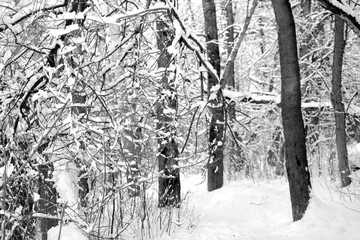 Snowy forest on a sunny winter day. Monochrome natural background