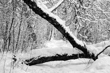 Snowy forest on a sunny winter day. Monochrome natural background