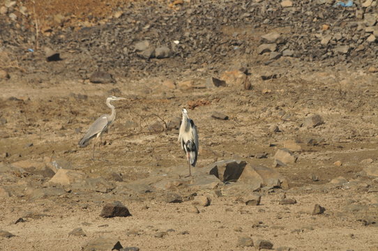 two Indian grey Crane looking for food in lake area, manage to take catch in camera. hard to takes close photos   