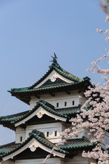 Fototapeta premium 弘前城の桜