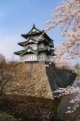 弘前城の桜