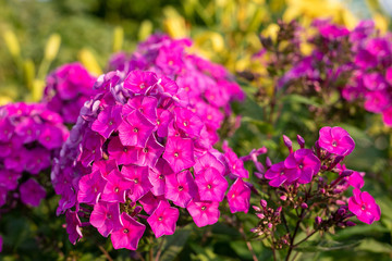 Obraz premium Bright pink flower phlox paniculata, perennial, summer phlox. blooming in garden on summer sunny day