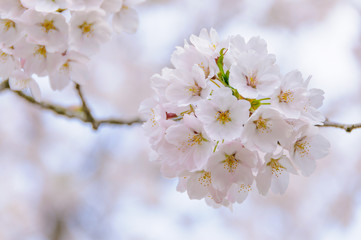 桜