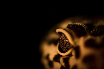 Detail of Leopard gecko's (eublepharis macularius) eye on black background