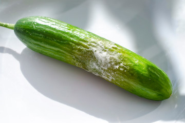 A cucumber with mold