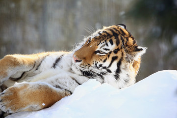 雪上のアムールトラ