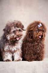 Two curly funny super cute dogs gray and brown