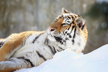 雪上のアムールトラ