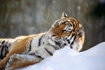 雪上のアムールトラ