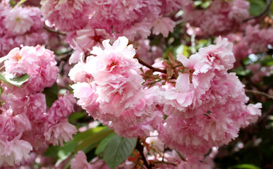 Beautiful spring pink sakura flower blossom with extending and connecting branches. Pastel pink background. Shallow depth of field.