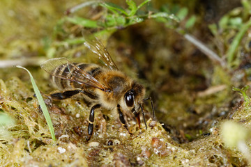 Bee is drinking from a wet soil