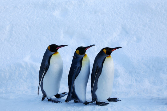 159 最適な オオサマペンギン 画像 ストック写真 ベクター Adobe Stock