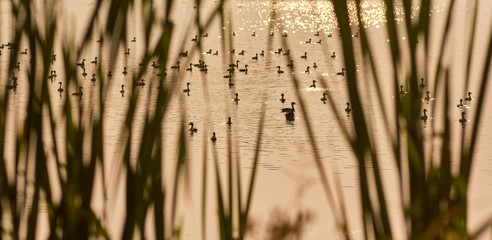 The lake is full of teal during the breeding season