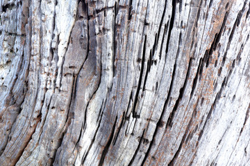 Wooden texture background. old wood texture can be use for background.